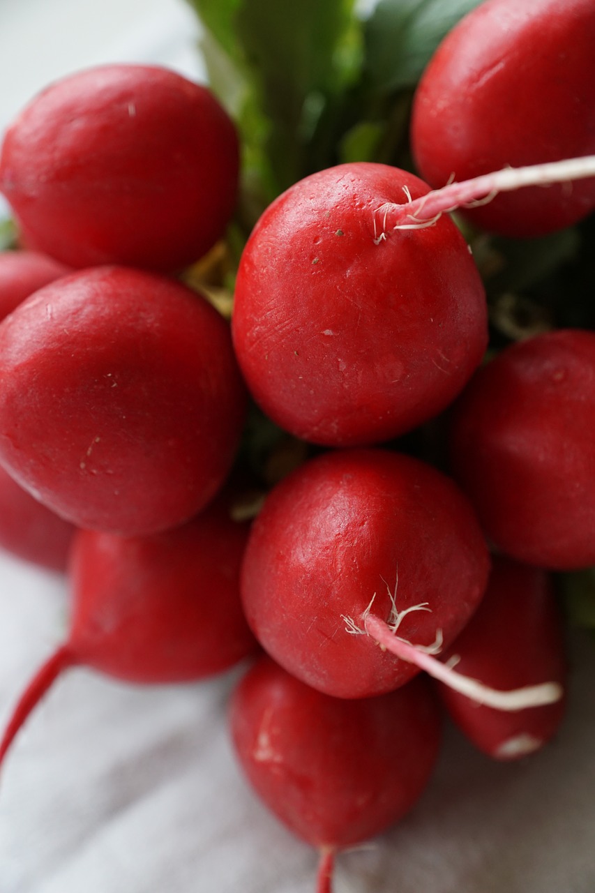 radishes vegetables red free photo