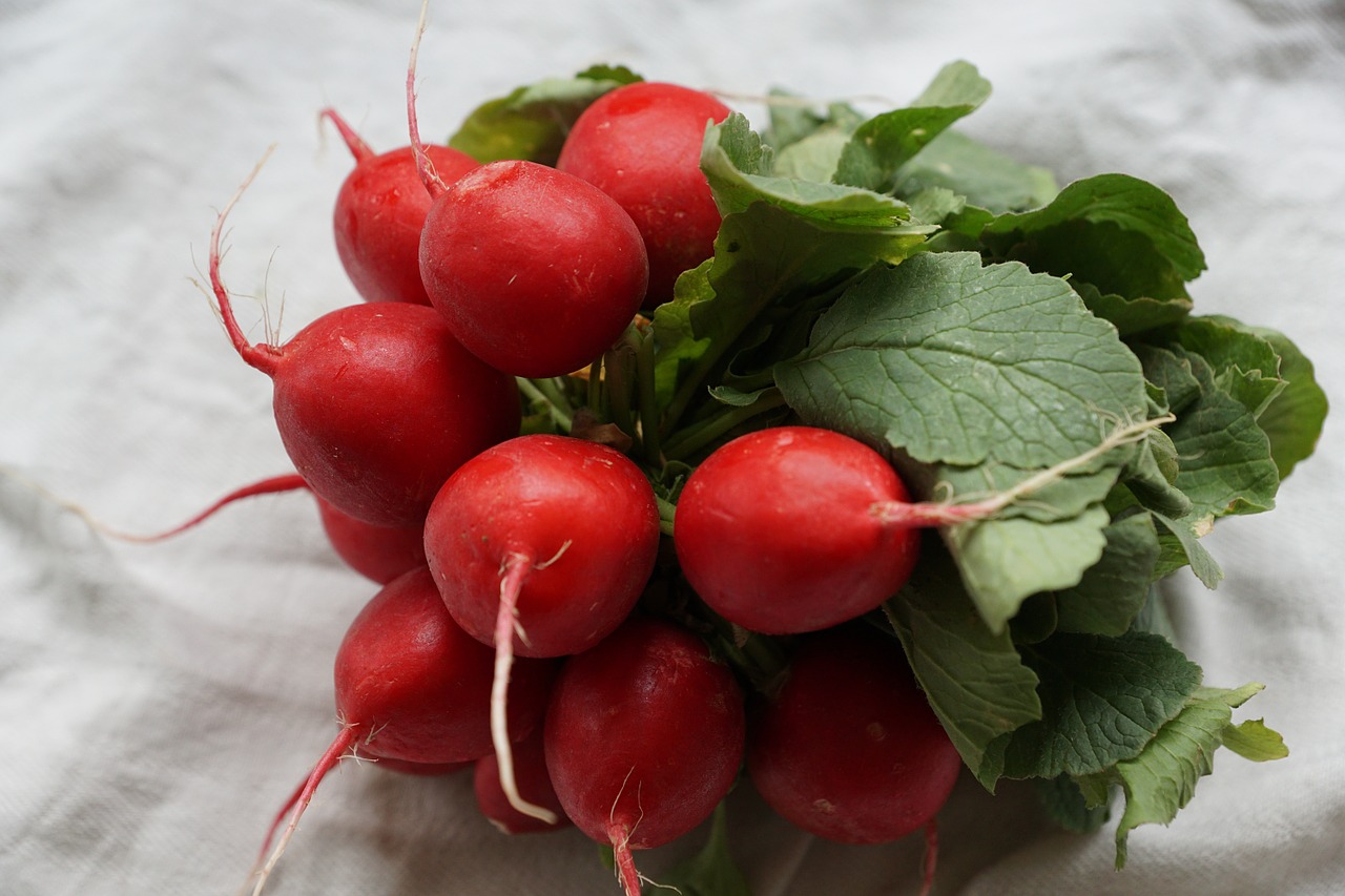 radishes red vegetables free photo