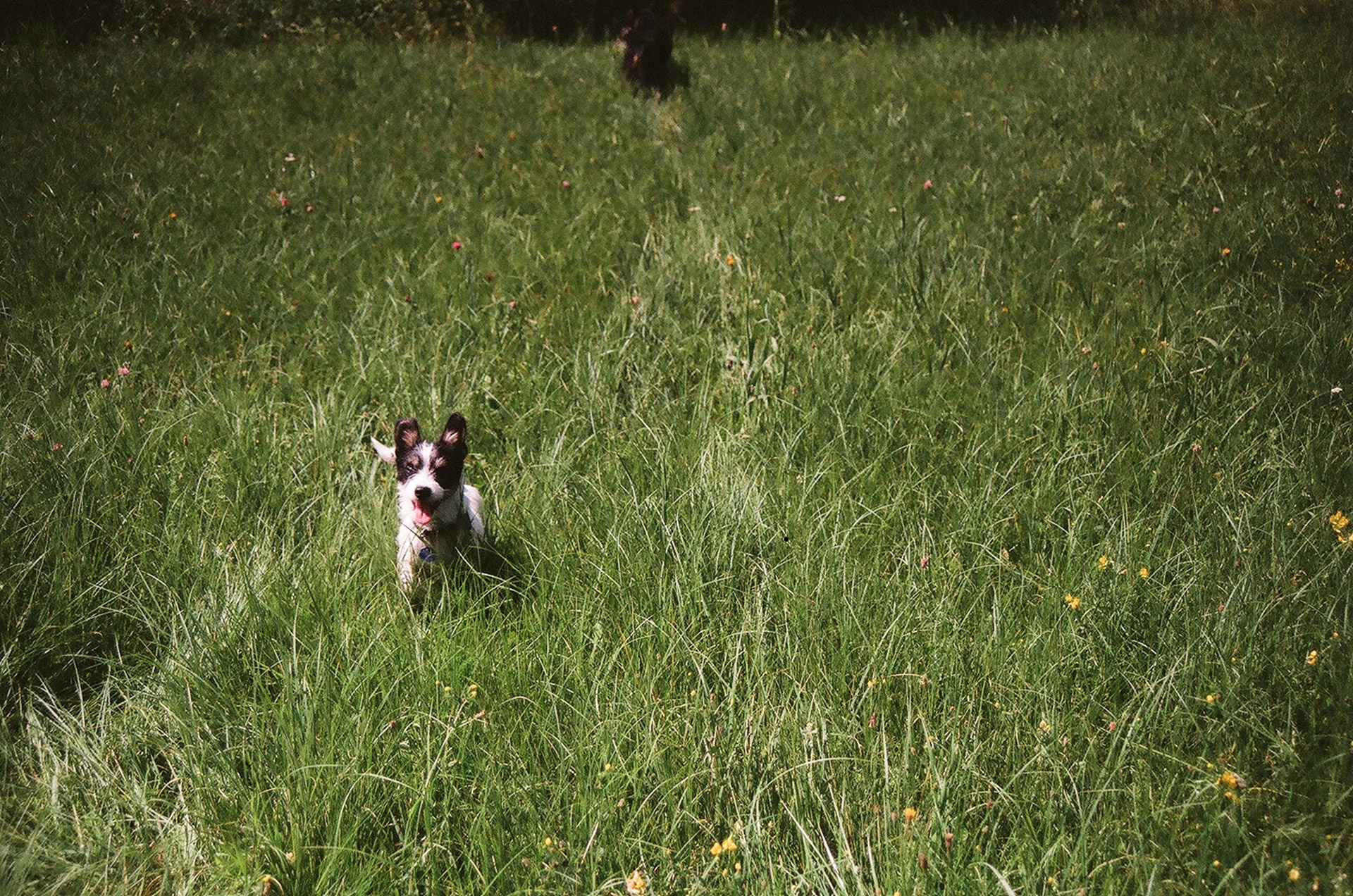 dog puppy meadow free photo