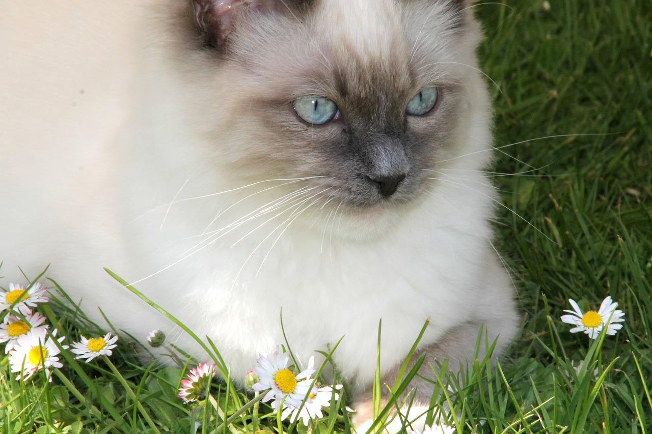 ragdoll cat daisy free photo