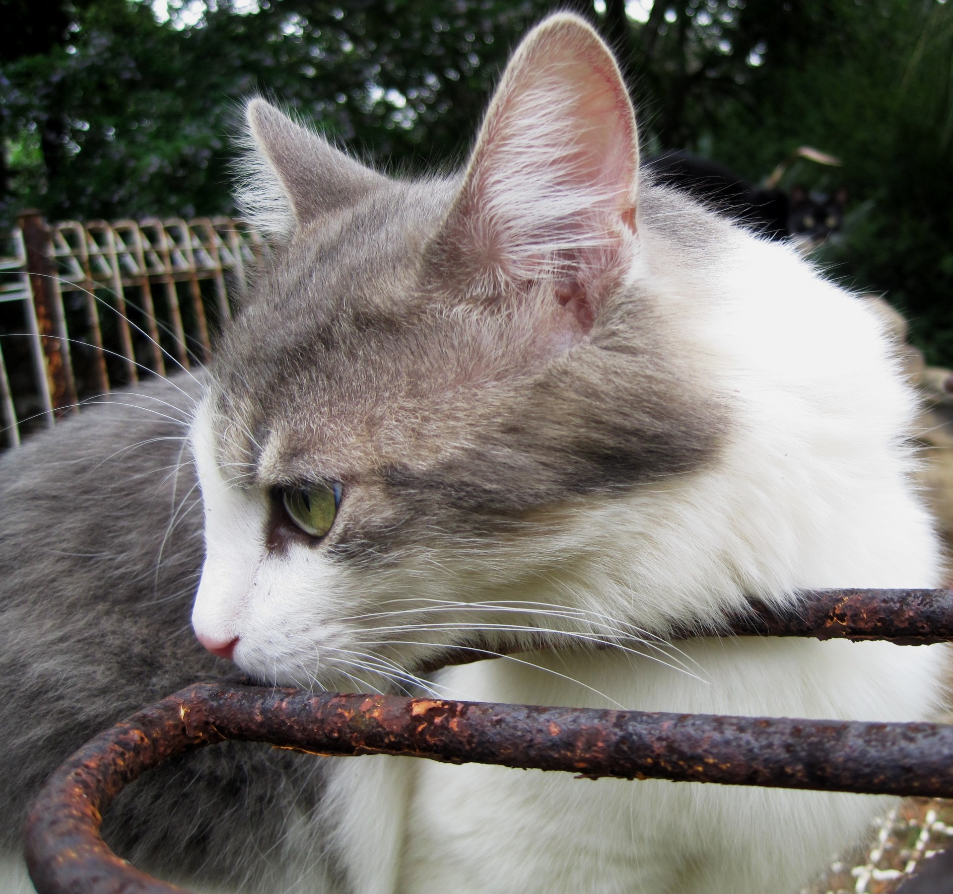 cat white & grey ragdoll cross free photo