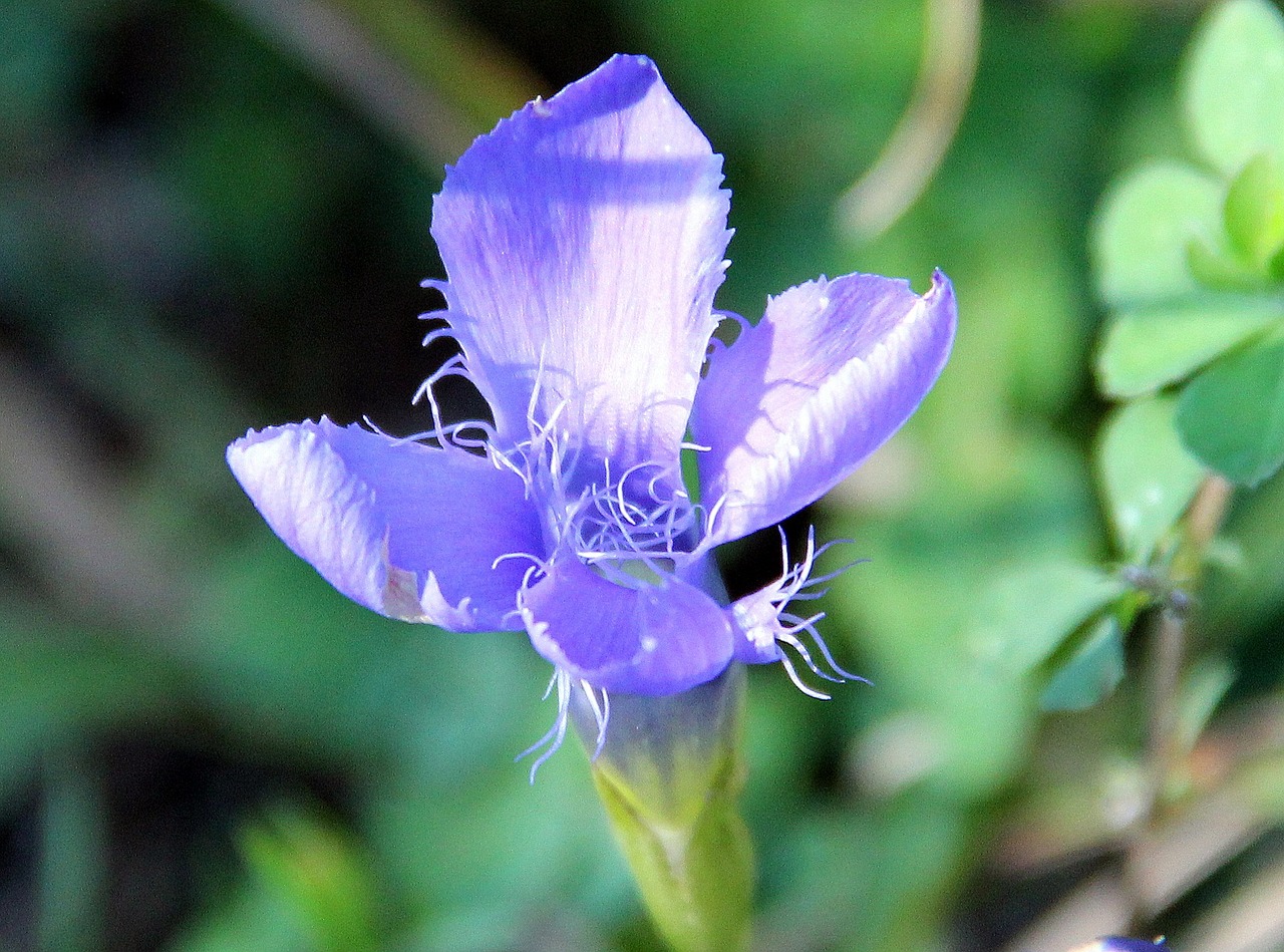 ragged gentian blossom bloom free photo