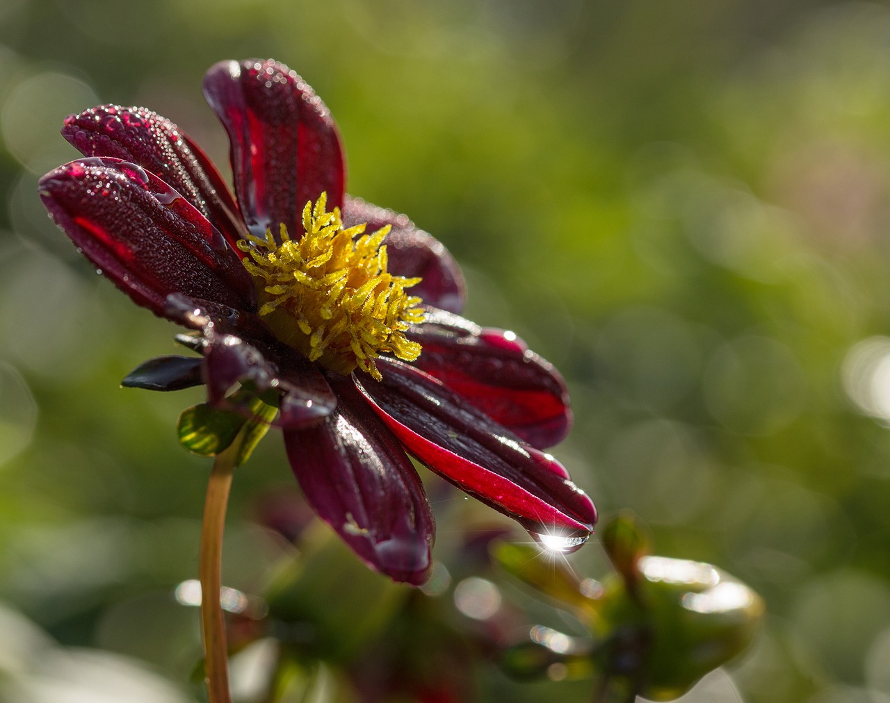 raghavendra flower summer free photo