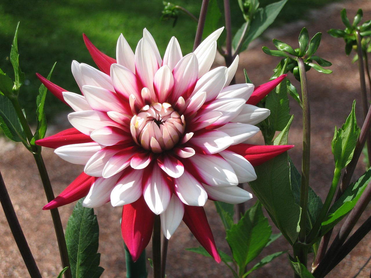 raghavendra red white blossom free photo