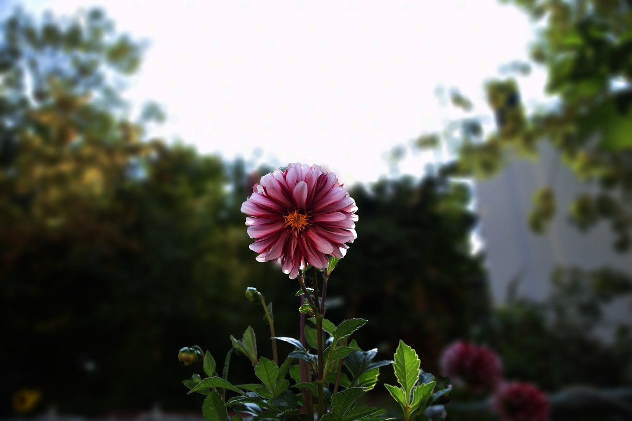 raghavendra  blossom  bloom free photo