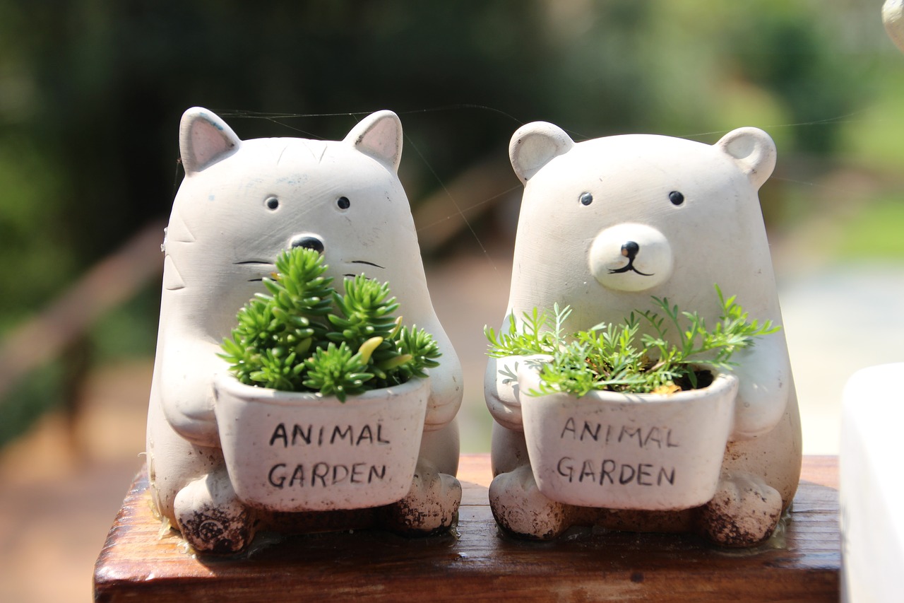 raging cuteness small potted plants free photo