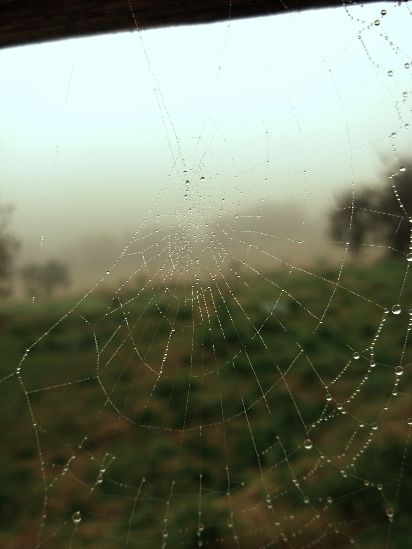 dew spider nature free photo