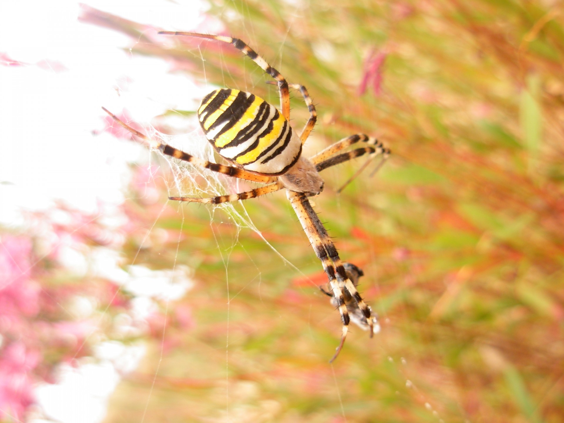 animal spider spider free photo