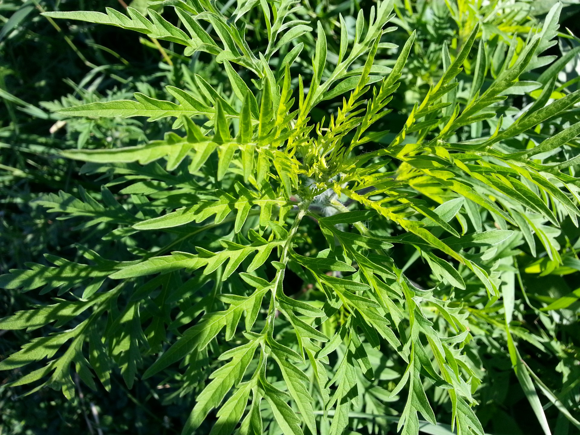 ragweed weed nature free photo