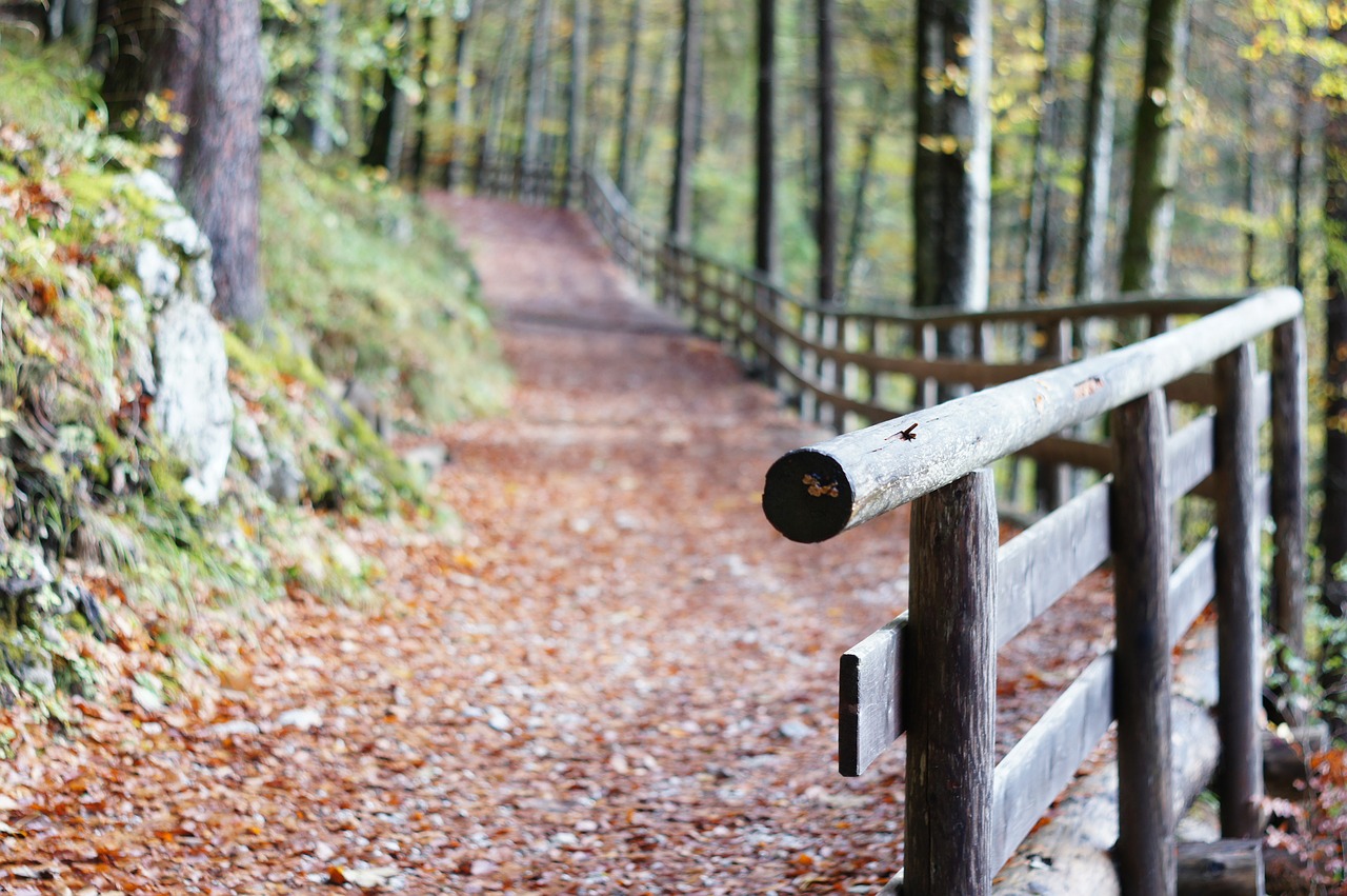 railing away forest path free photo