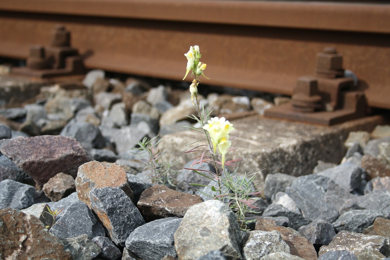 railroad track railway embankment flower free photo