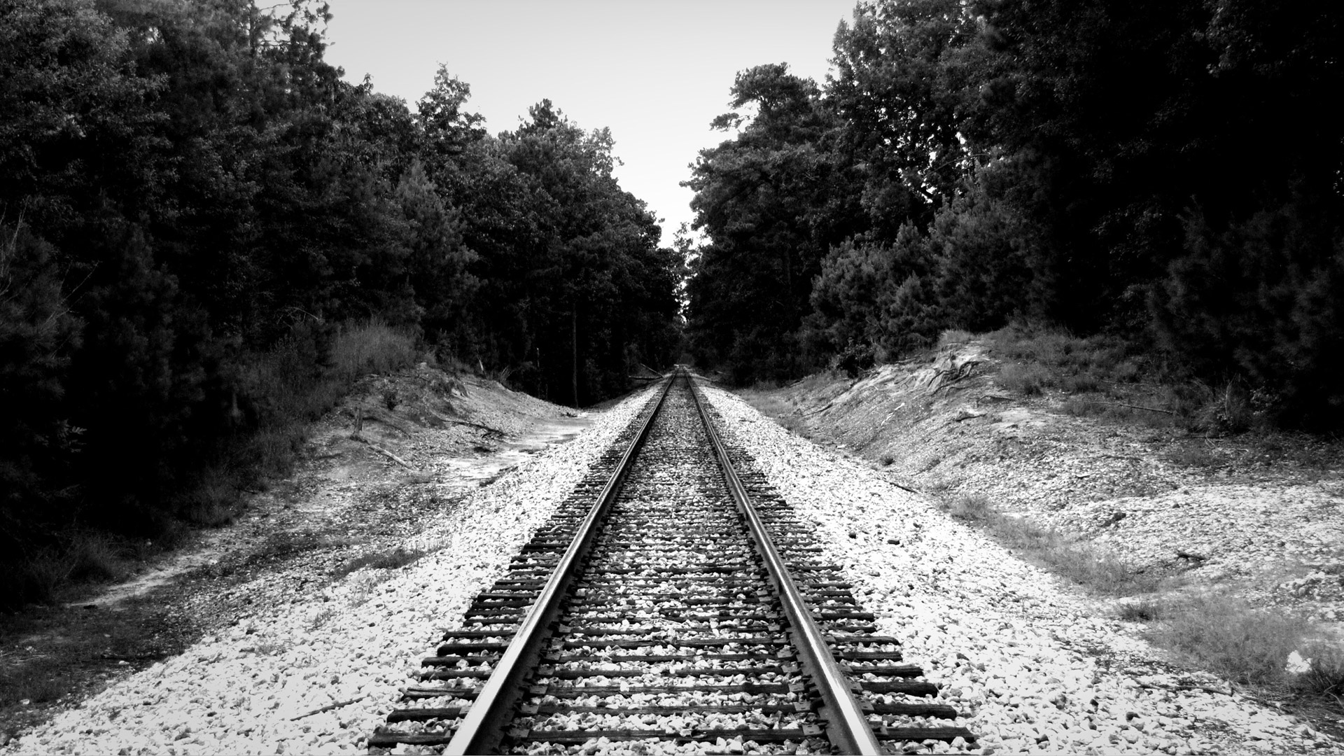 railroad tracks trees free photo
