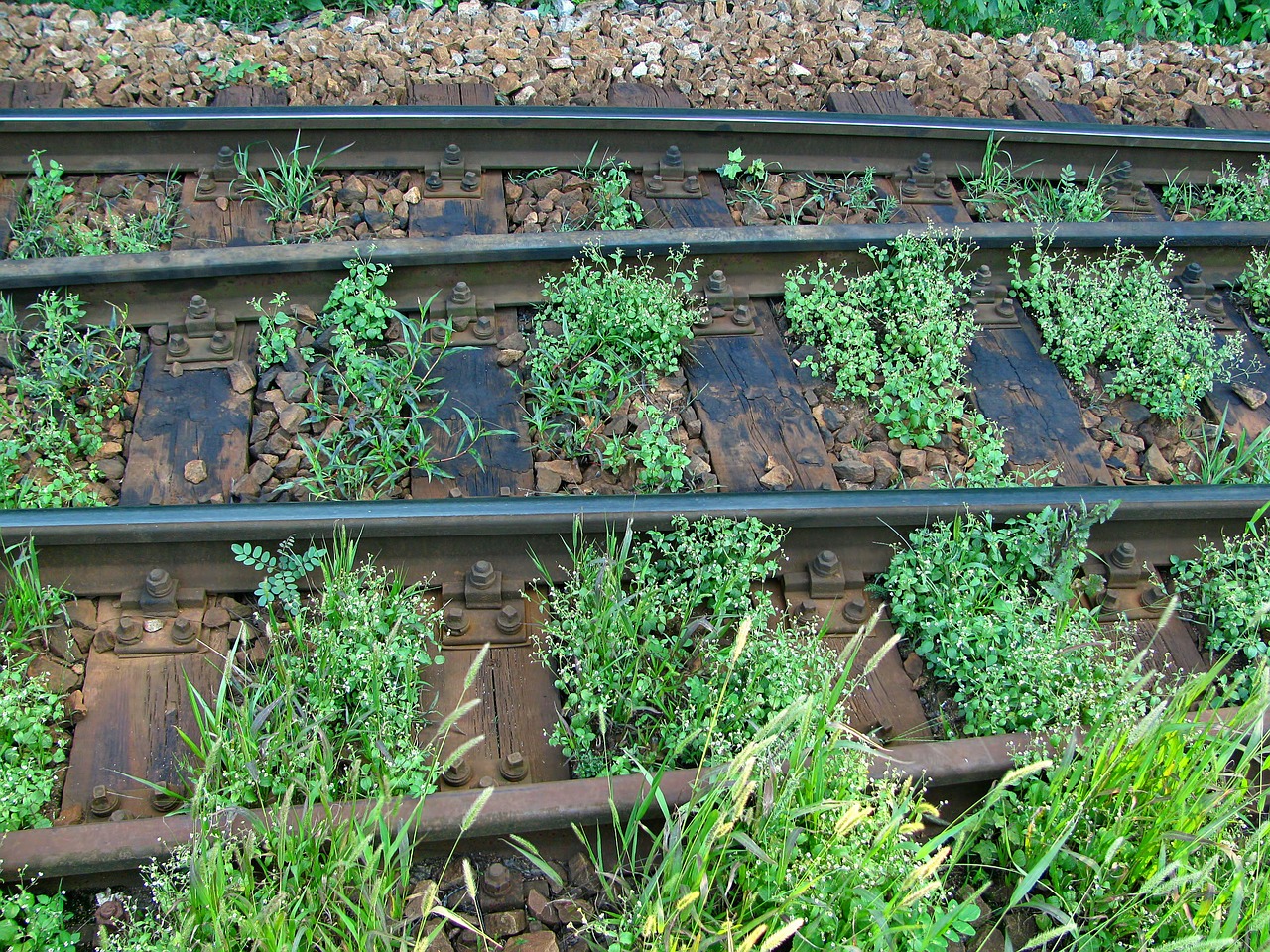 rails overgrown railroad tracks free photo