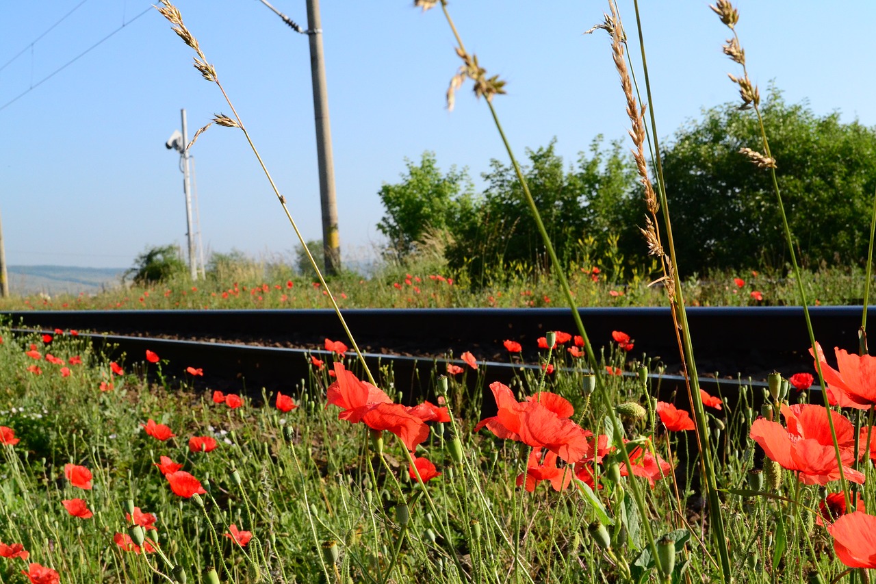 railway red flower free photo