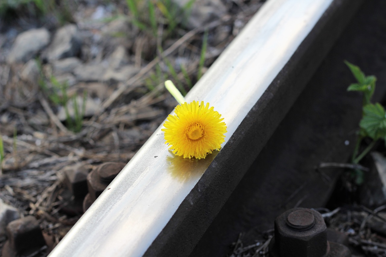 railway flower dandelion free photo