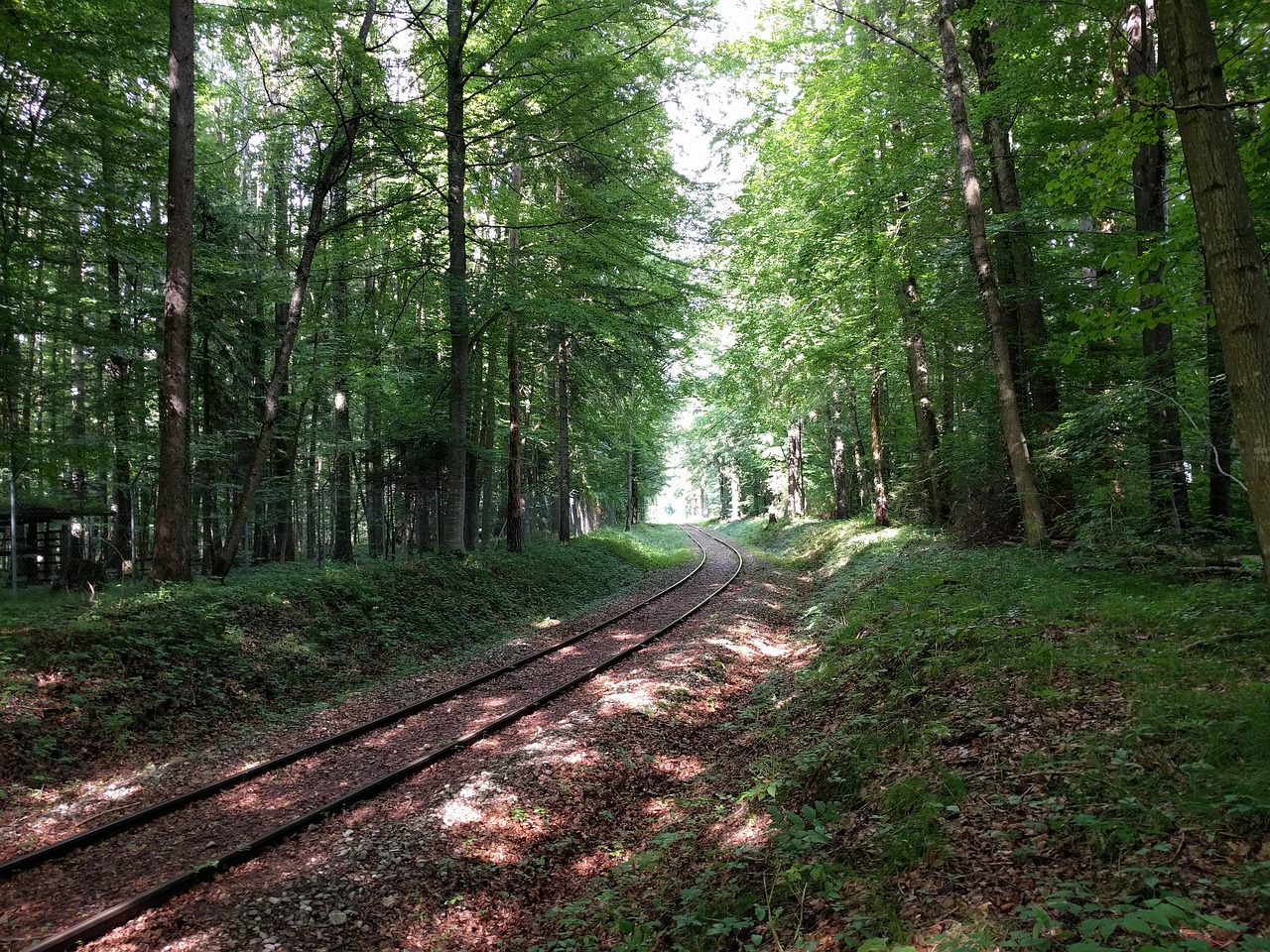 railway leave forest free photo