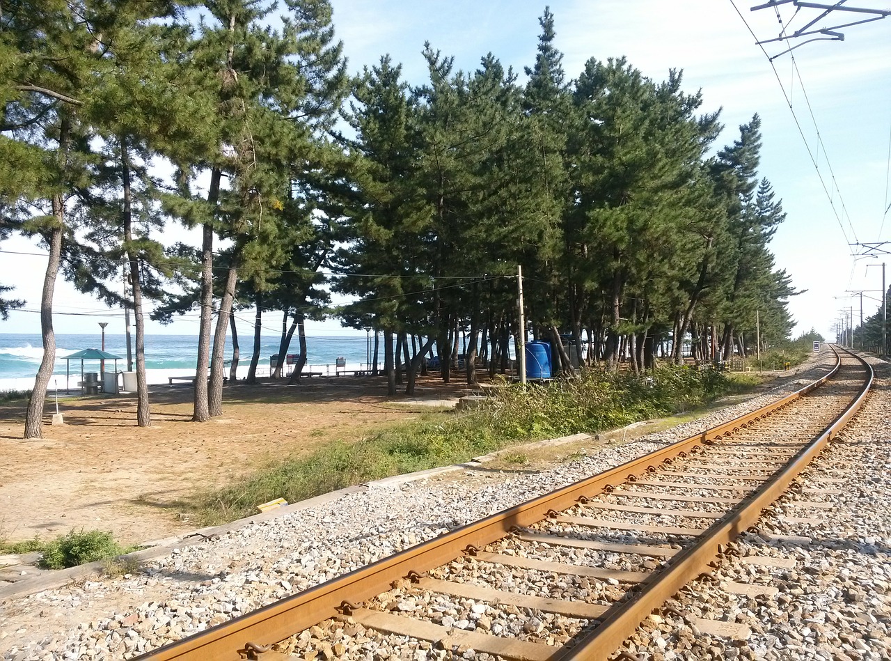 railway pine sea free photo