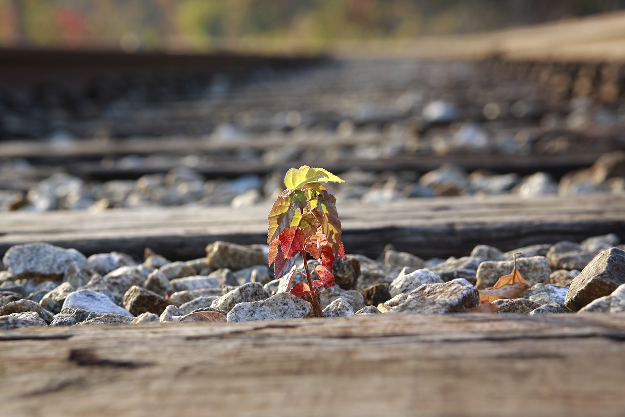 railway  plants  flowers free photo