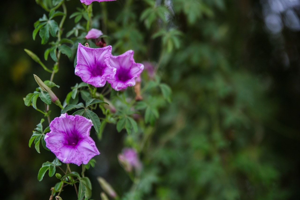 railway-creeper  flower  railway free photo