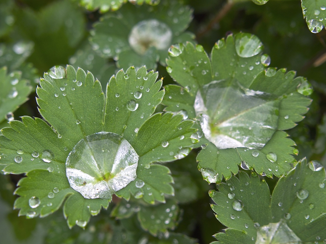 rain dewdrop drop of water free photo