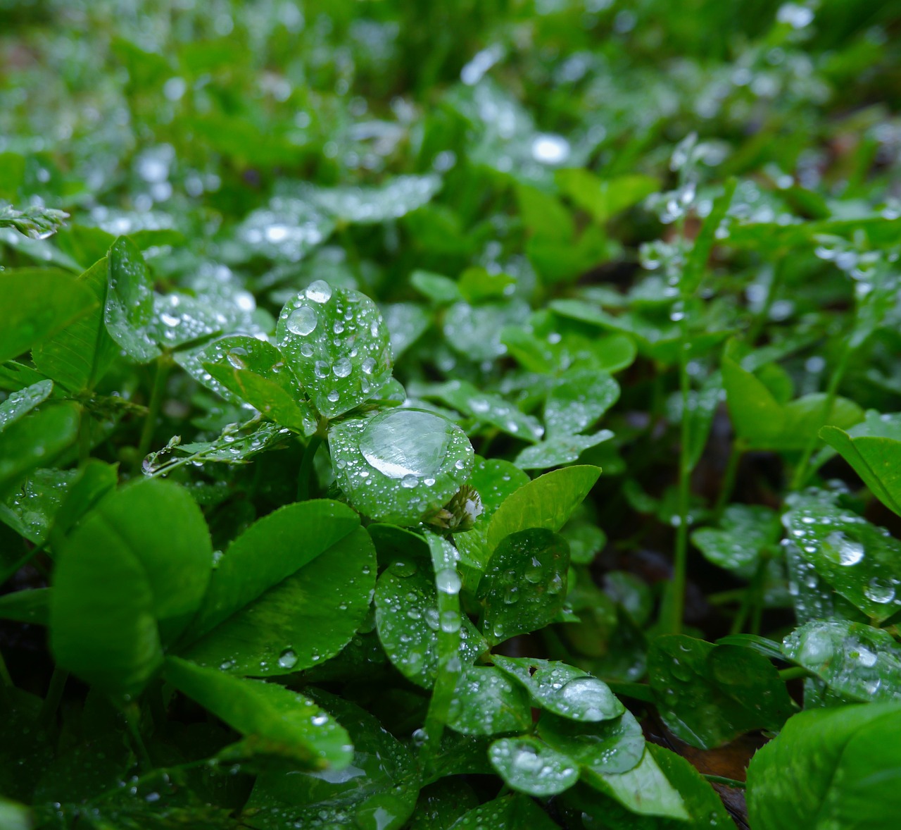 rain trefoil clover free photo