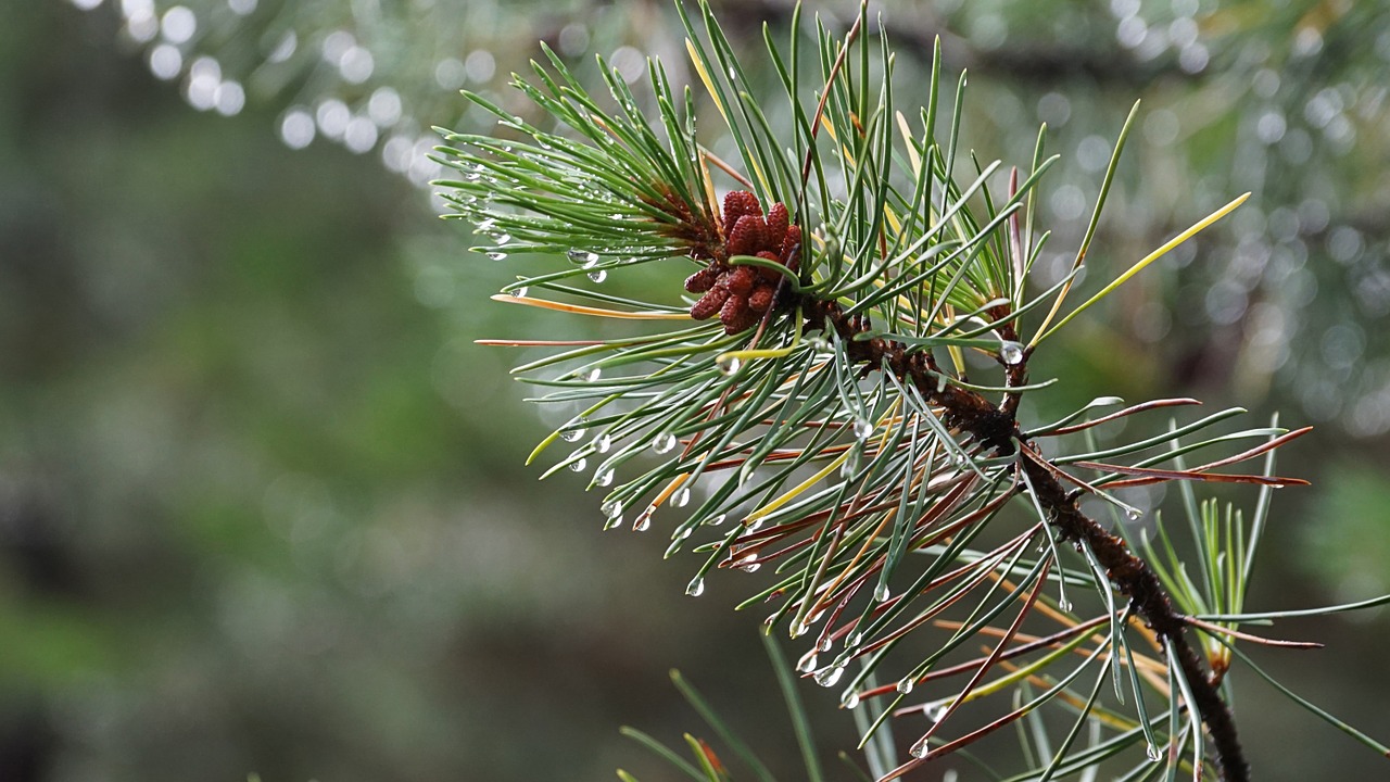 rain drop of water close free photo