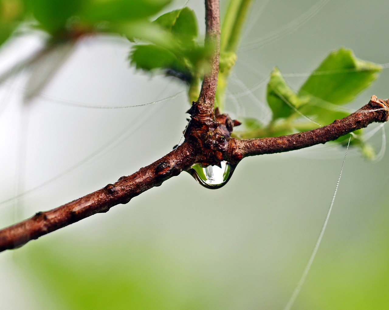 plant nature live free photo