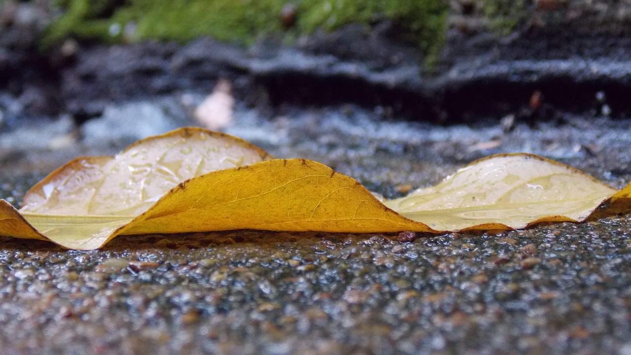 rain sludge fallen leaves free photo