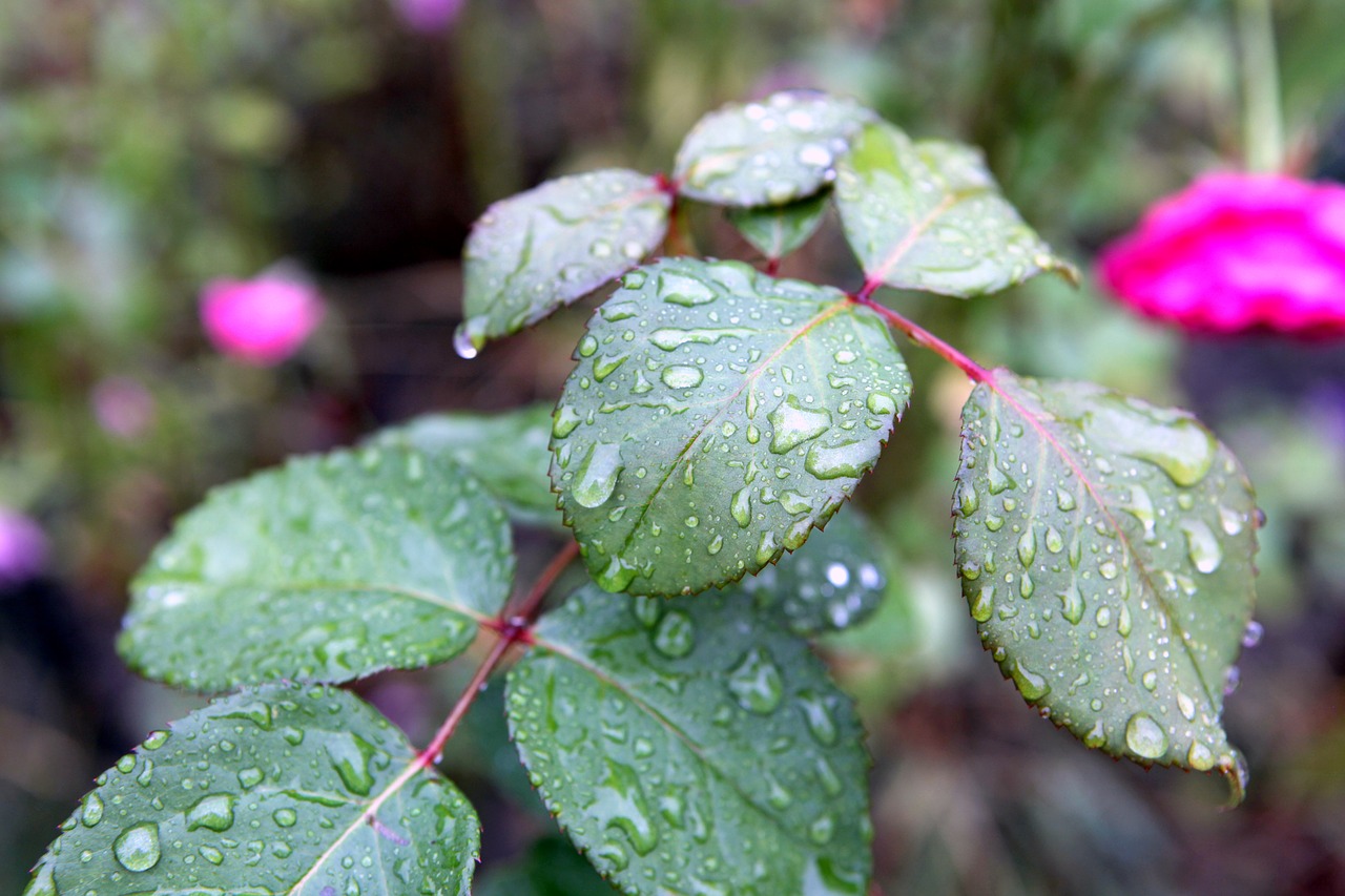 rain drops plant free photo