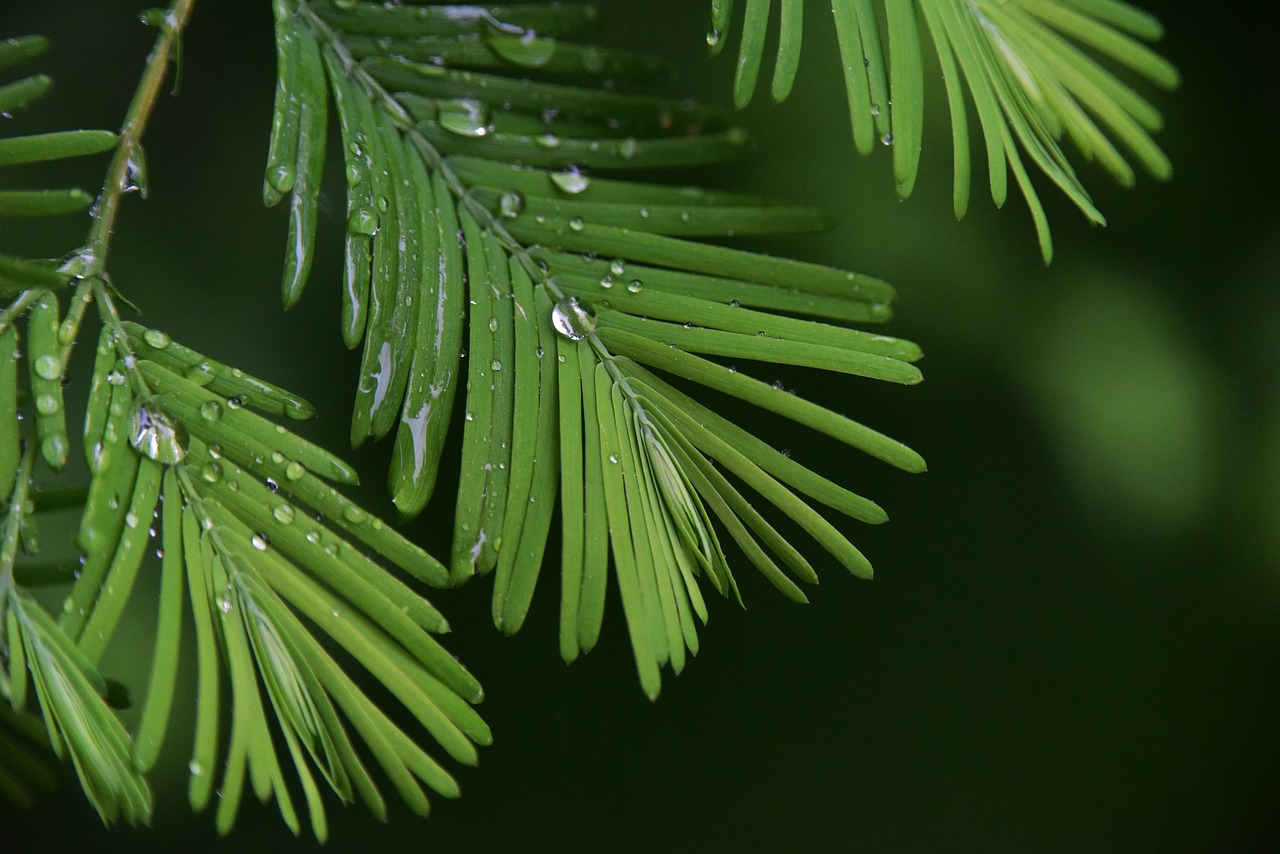 rain plant green free photo