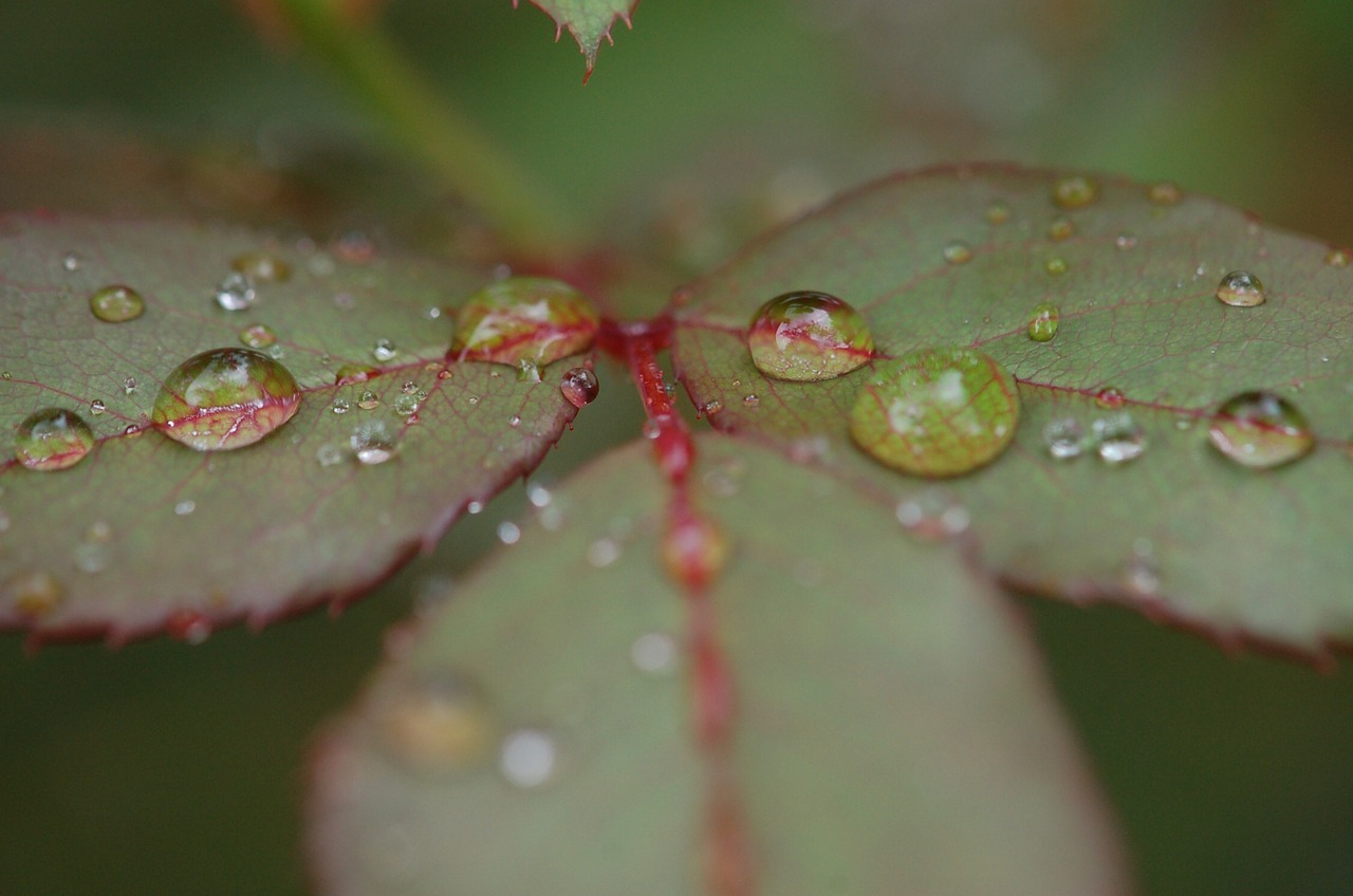 rain raindrops droplets free photo