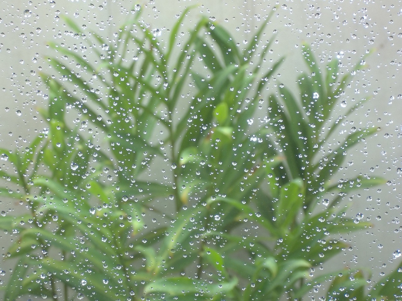 rain drops vase free photo