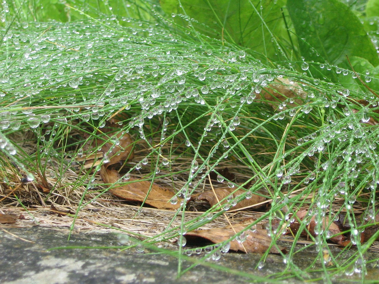 rain morgentau grass free photo