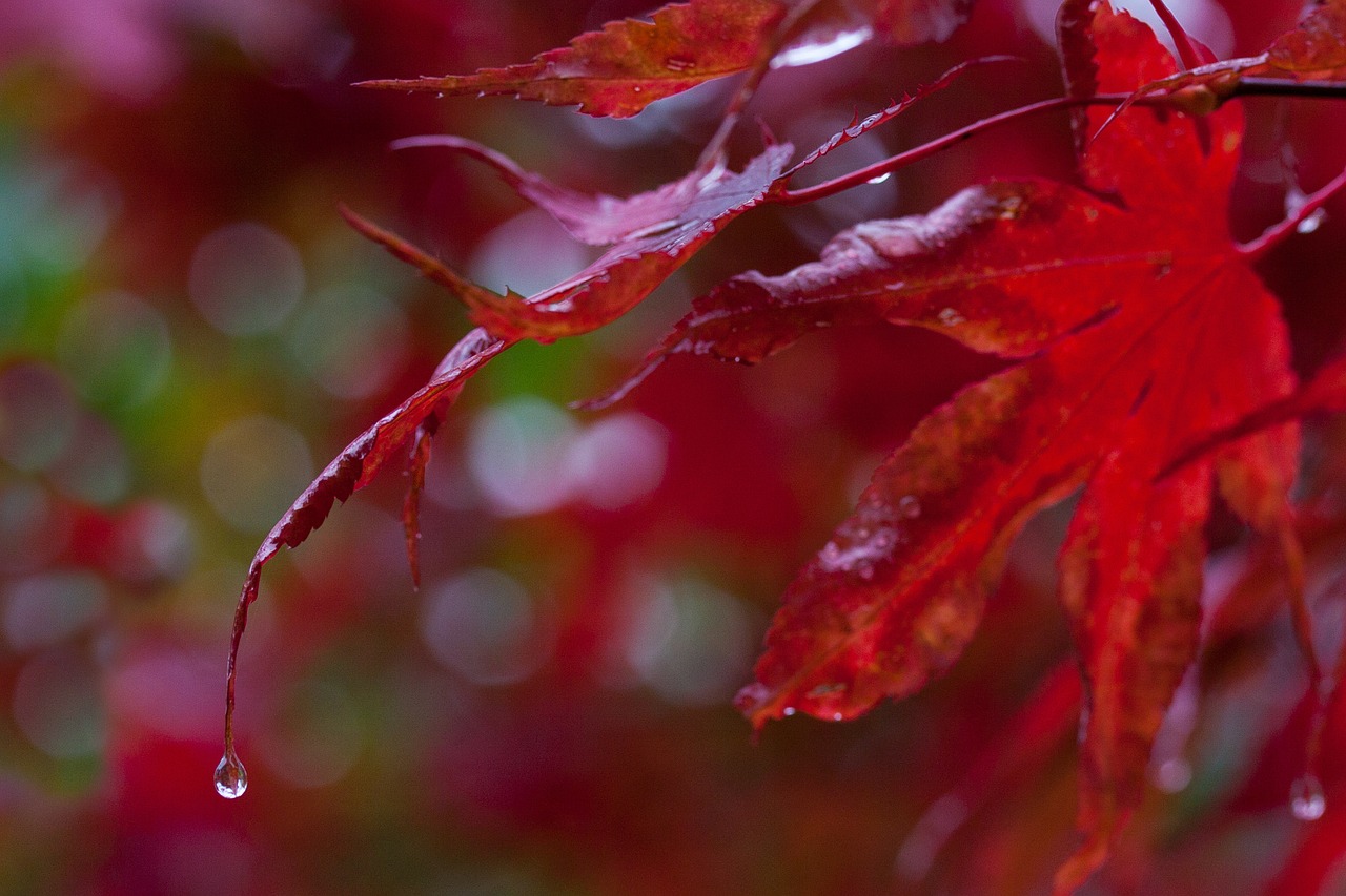 rain leaves colorful free photo