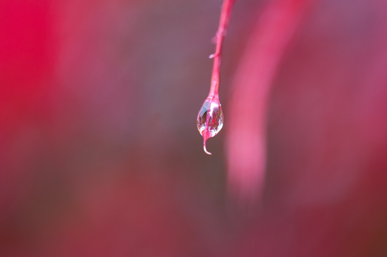 rain leaves colorful free photo