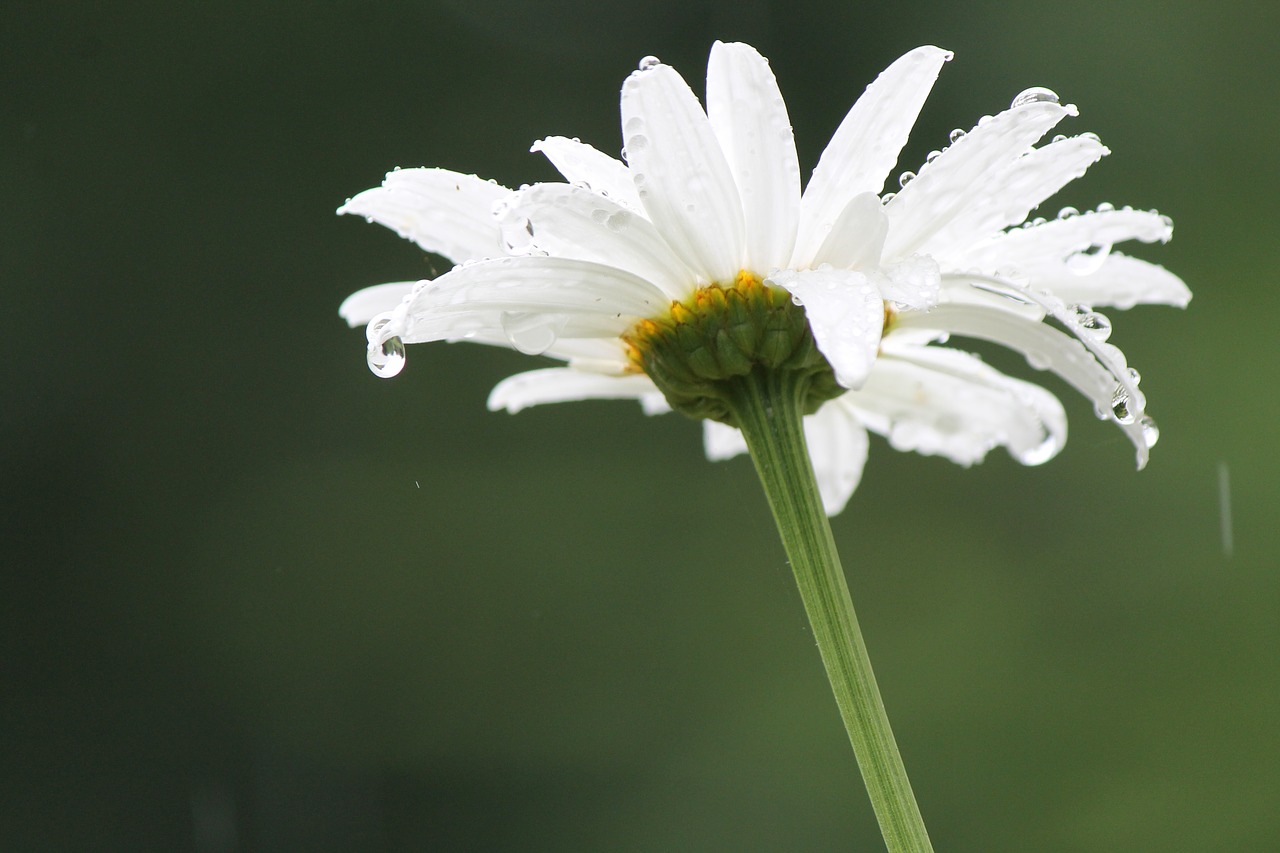 rain daisy flower free photo