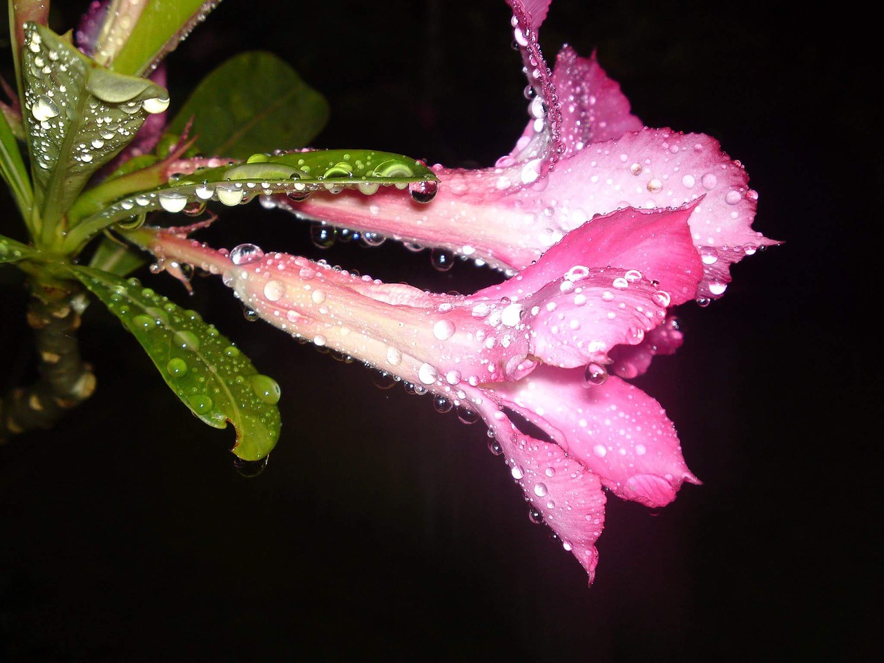 rain flowers night free photo