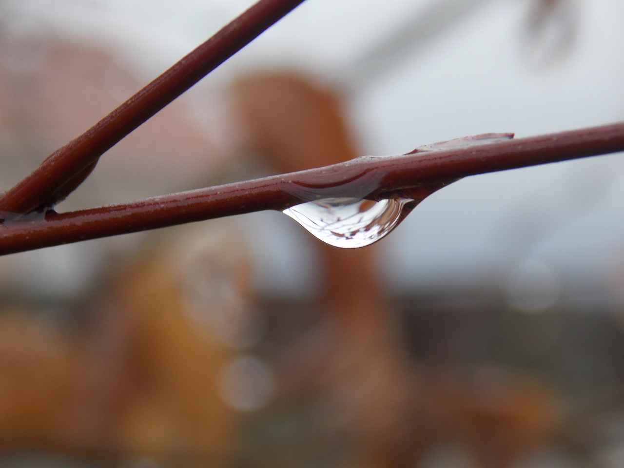 rain drops of water branch free photo