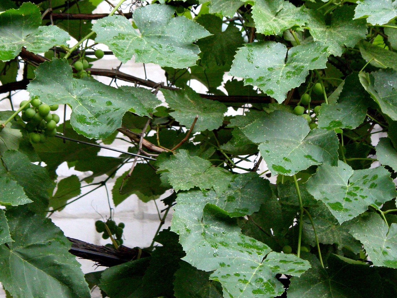 rain leaf grapes free photo