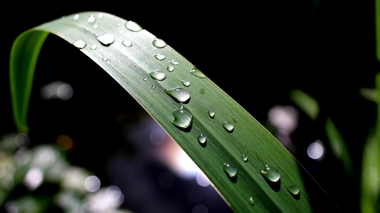 rain leaf pond free photo