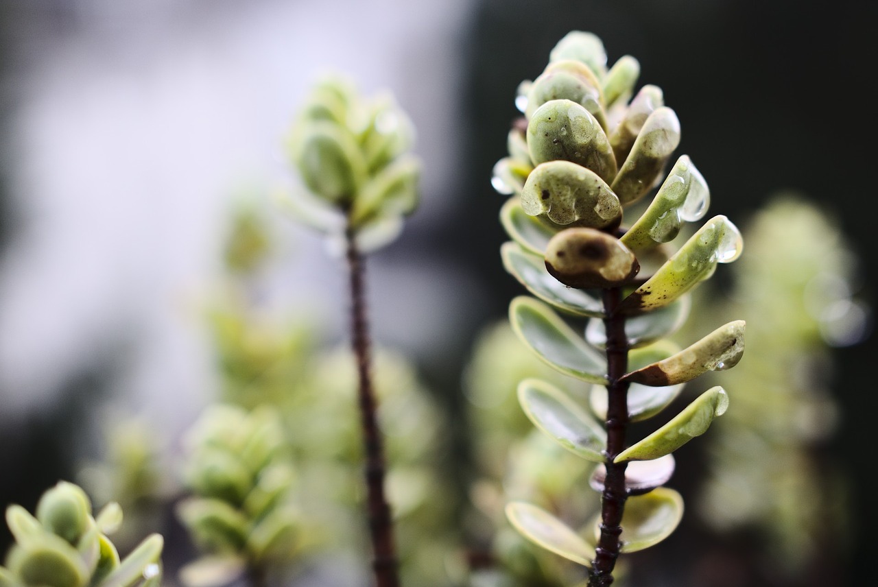 rain raindrops plant free photo