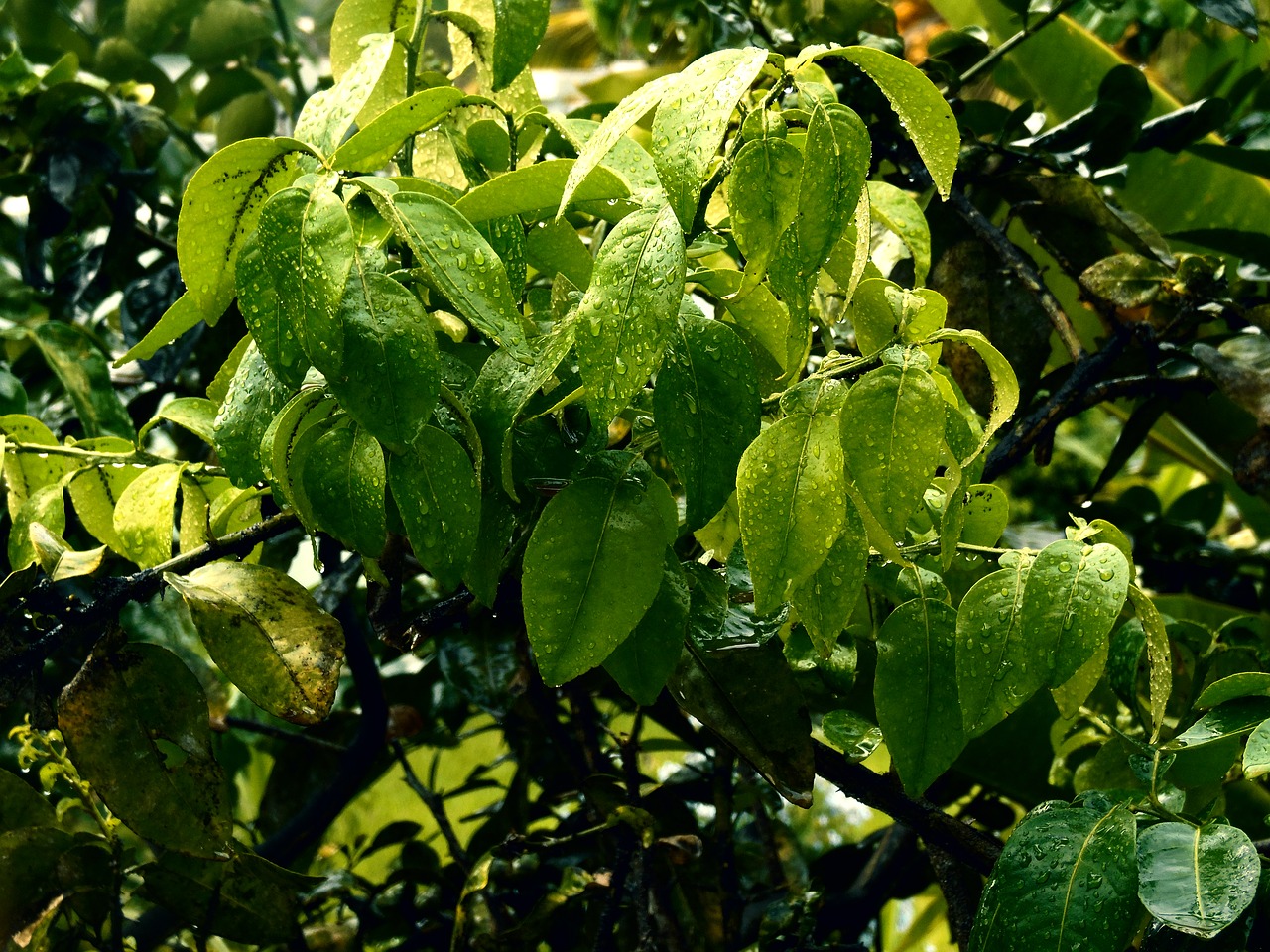 rain leaf drops of water free photo