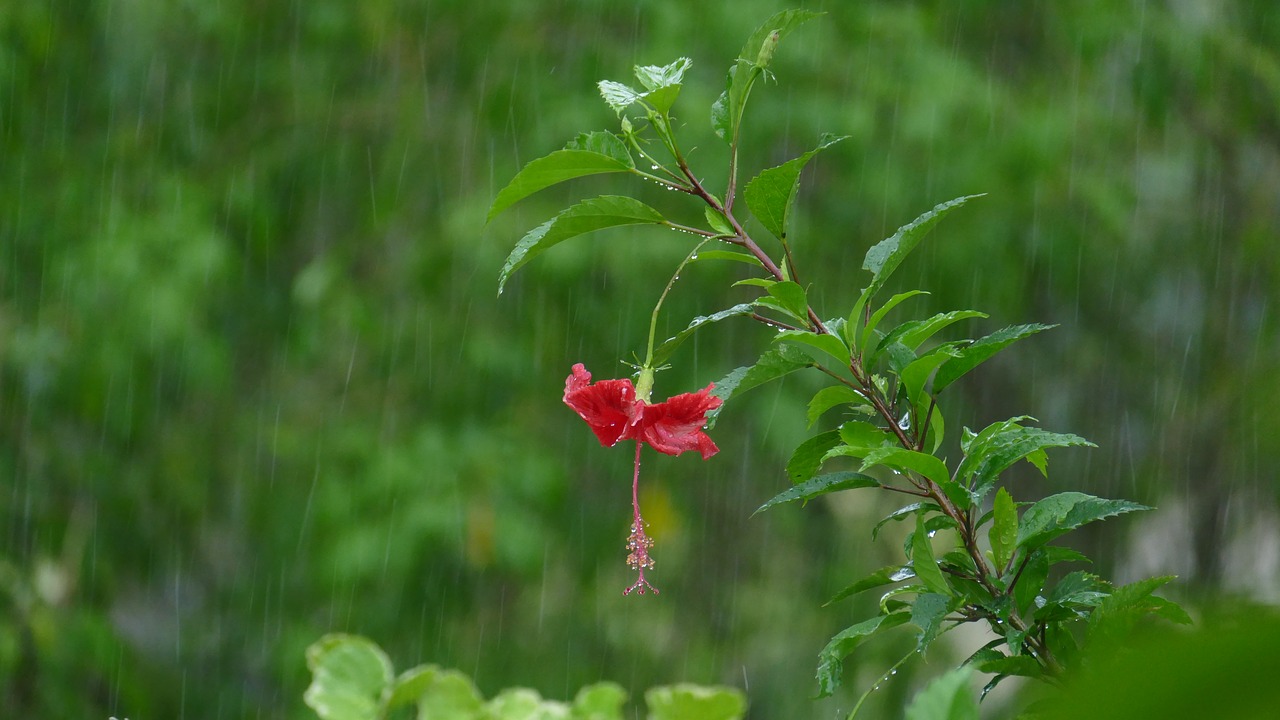 rain hibiscus blossom free photo