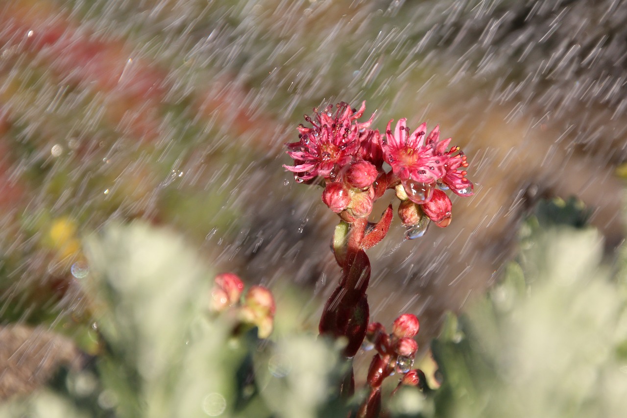 rain wurz blossom free photo