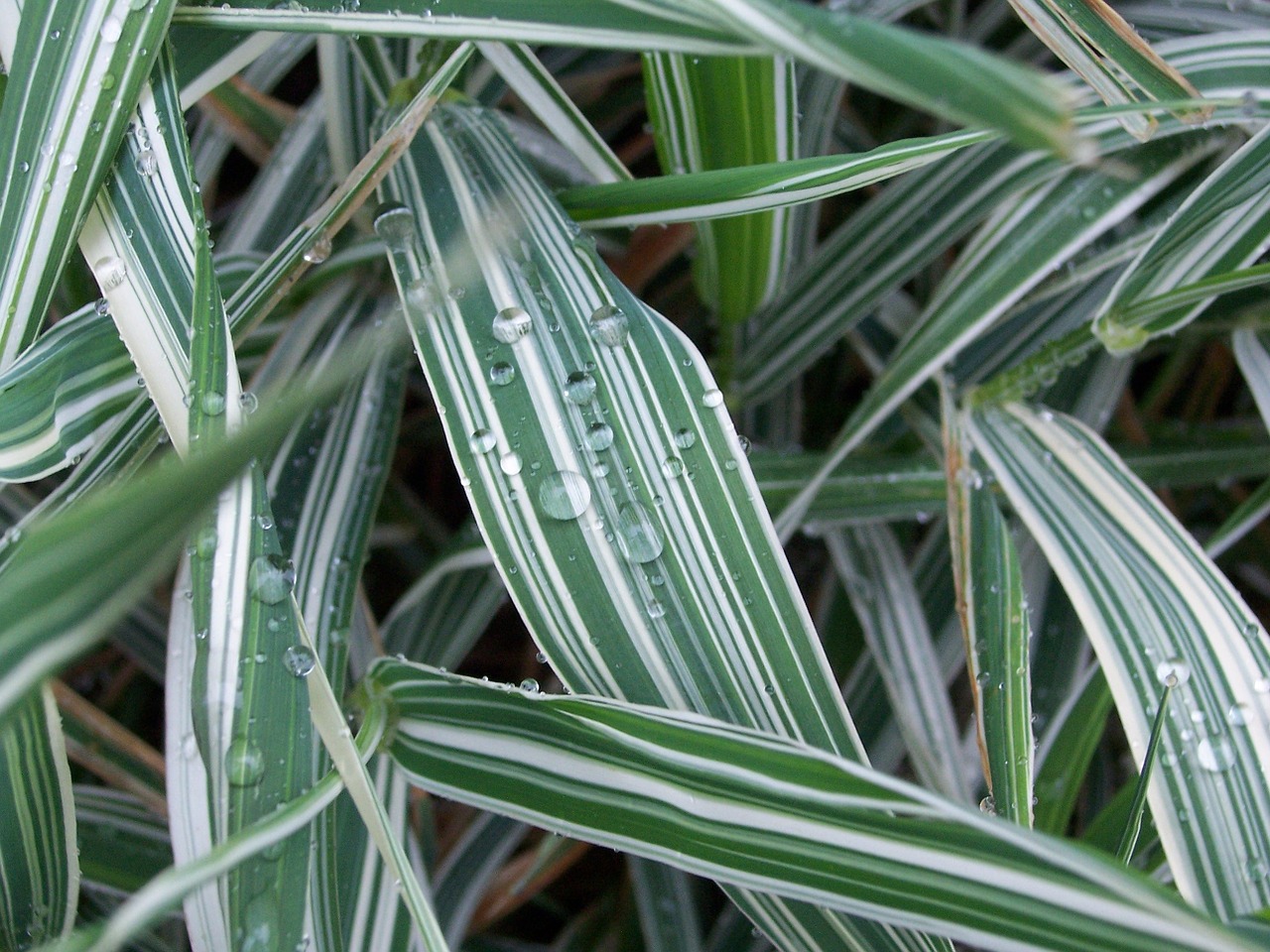 rain leaves drops free photo