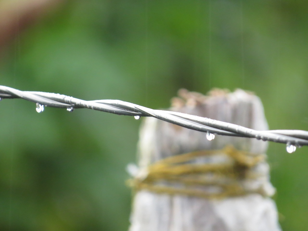 rain highlights nature free photo