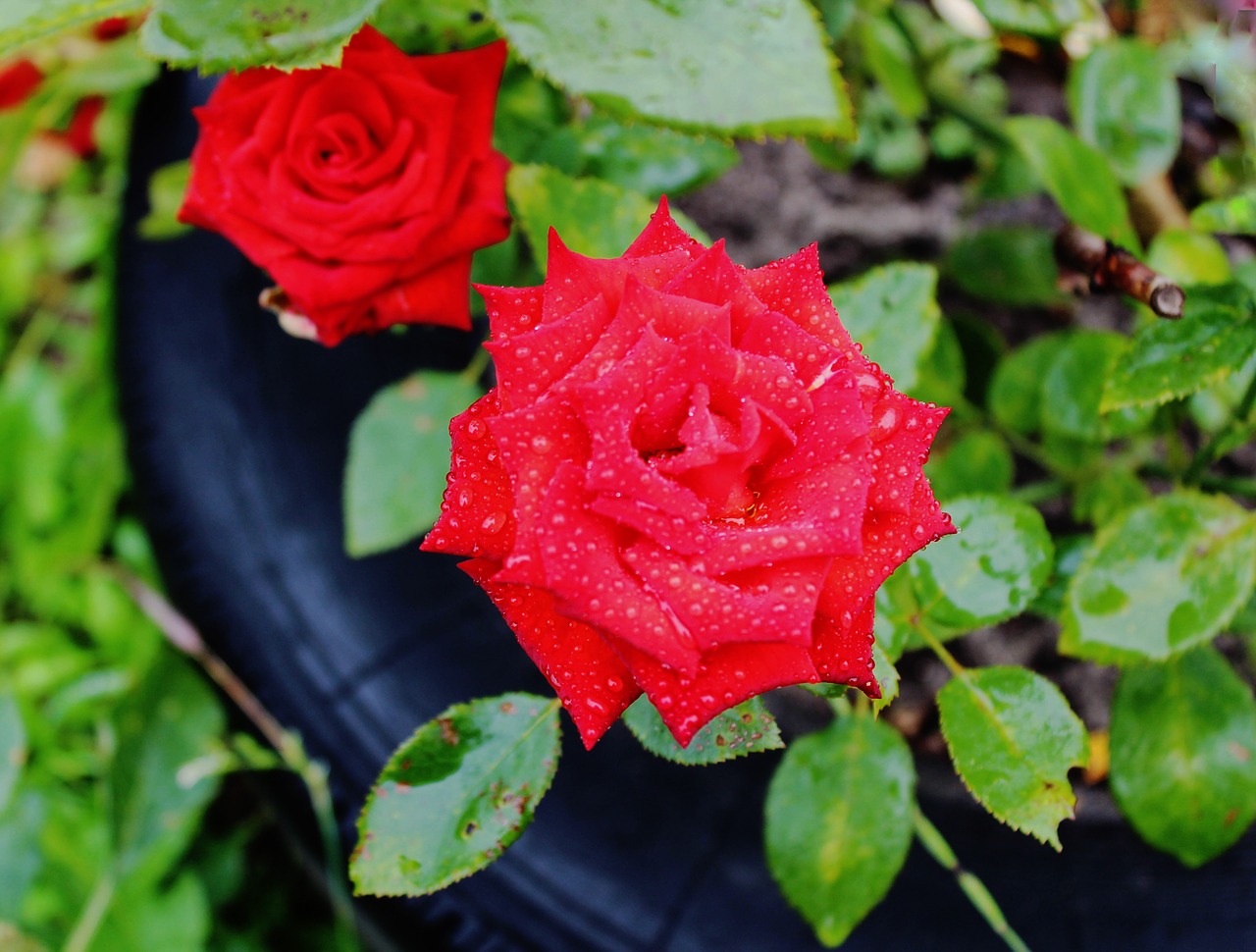 rain garden roses free photo