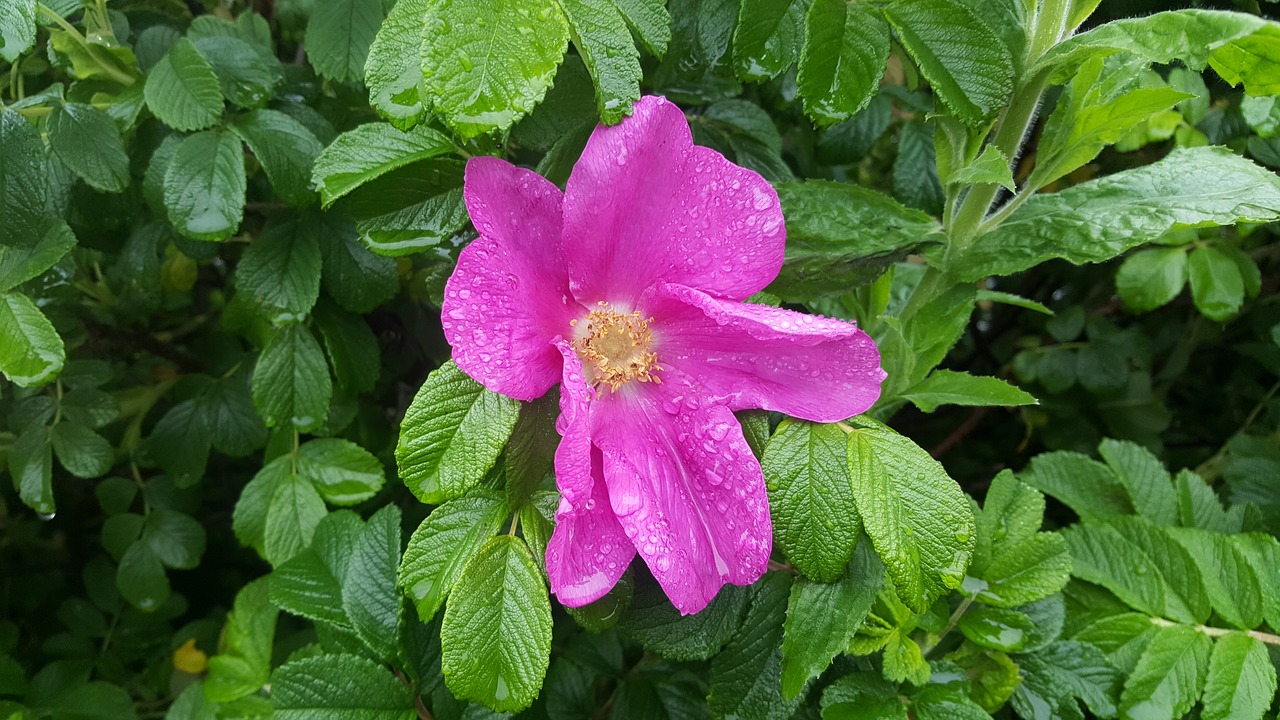 rain flowers rose free photo