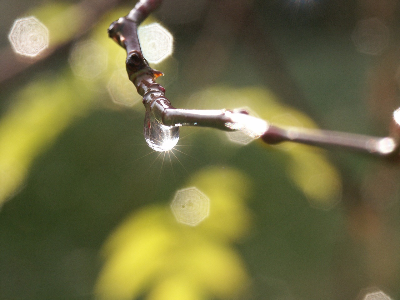 rain drop branch free photo