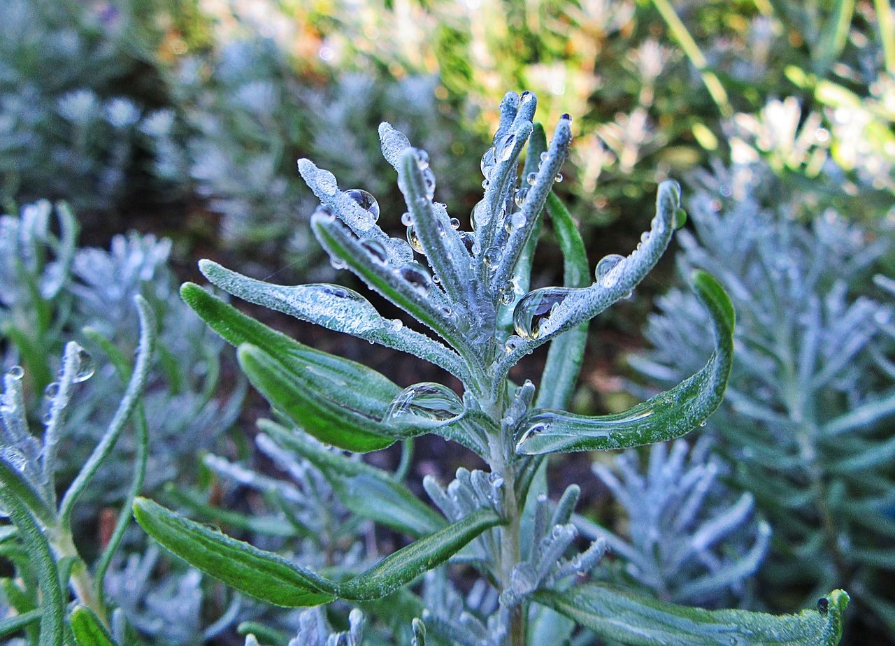 rain branch bush free photo